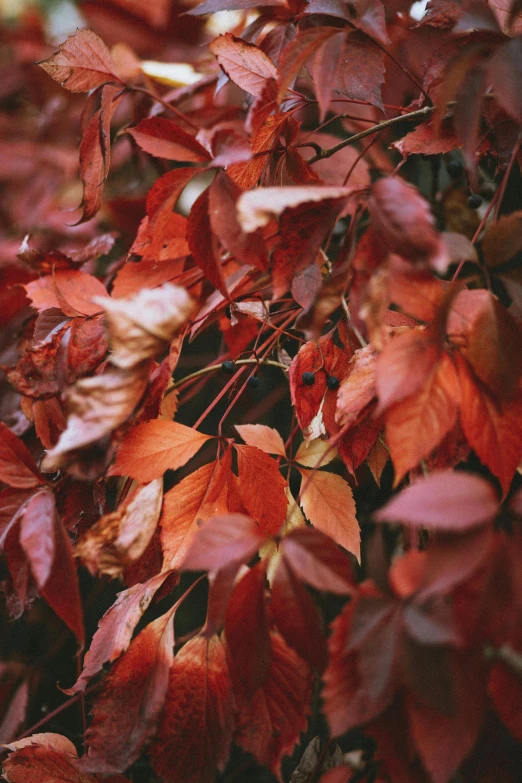 a bunch of red leaves on a tree, inspired by Elsa Bleda, trending on pexels, vine covered, color graded, portrait shot, brown