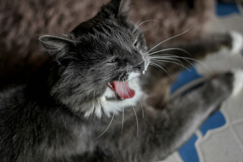 a close up of a cat with its mouth open, a picture, pexels contest winner, grey, laughing and yelling, relaxed, blue
