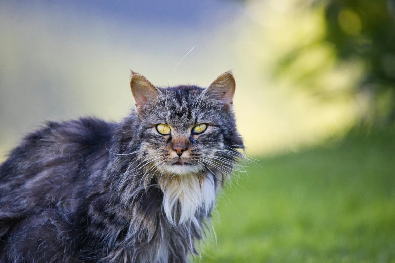 a cat sitting on top of a lush green field, grizzled beard, covered in matted fur, close - up photograph, grey