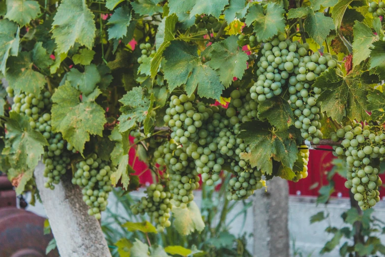 some gs are on the vine that hangs from a tree