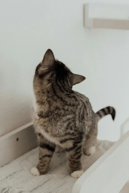 a cat sitting on top of a white shelf, looking up onto the sky, up-close, walking to the right, smooth tiny details