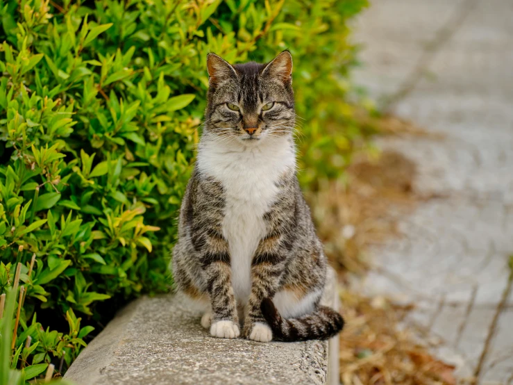 a cat sitting on top of a cement block, sitting on a leaf, with a white muzzle, pristine and clean, posing for camera