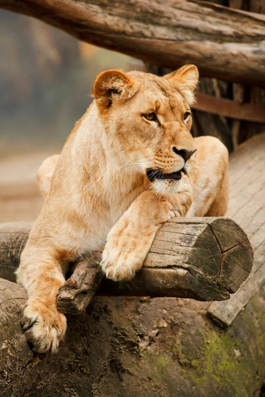 a close up of a lion laying on a log, lady kima, confident stance, on a branch, looking distracted