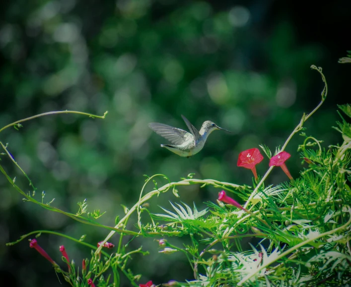 a bird that is flying in the air, by Carey Morris, pexels contest winner, arabesque, lush plants and flowers, grey, 15081959 21121991 01012000 4k, a high angle shot