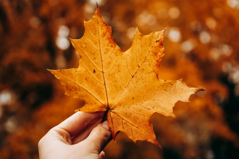 a person holding a leaf in their hand, by Emma Andijewska, pexels contest winner, hurufiyya, autumn background, 15081959 21121991 01012000 4k, cinnamon skin color, thumbnail