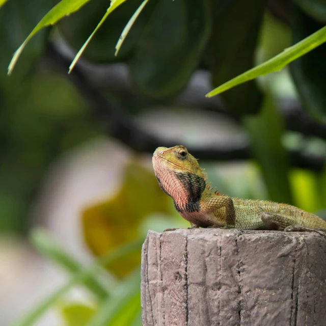 a lizard sitting on top of a wooden post, trending on pexels, sumatraism, sitting in the garden, gold green creature, a small, australian