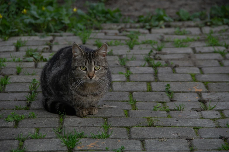 a cat sitting on top of a brick walkway, by Jan Tengnagel, unsplash, in a square, grey, hunting, in the evening
