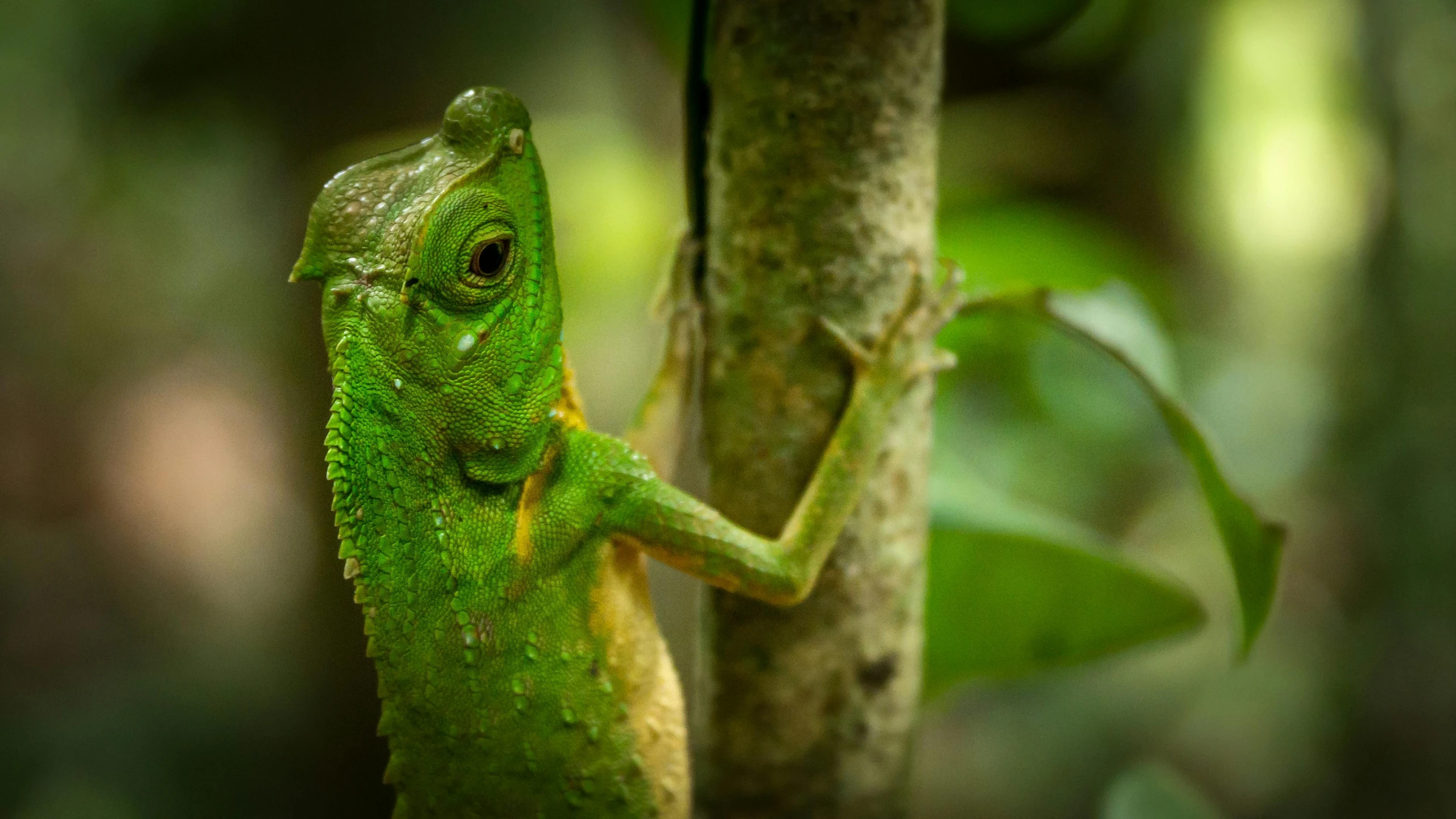 a close up of a lizard on a tree branch, pexels contest winner, sumatraism, green jungle, sri lanka, slide show, high resolution details