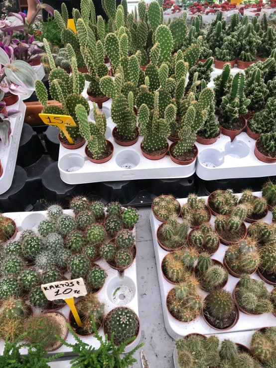 a variety of cactus plants for sale at a farmer's market, by Tom Wänerstrand, 😭 🤮 💕 🎀, attractive photo