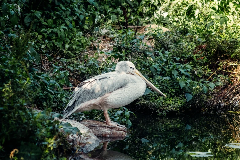 a large bird standing on top of a rock next to a body of water, pexels contest winner, hurufiyya, parks and gardens, grey, resting, long trunk holding a wand