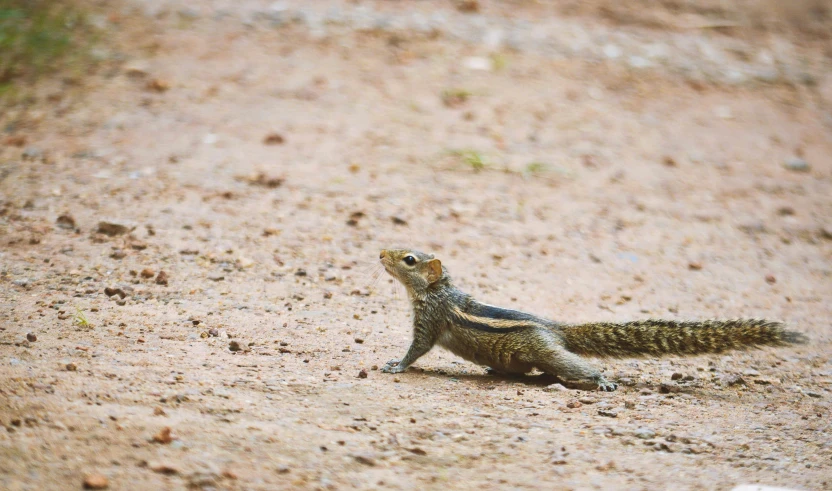 a small squirrel sitting on the side of a dirt road, pexels contest winner, hurufiyya, lizard tail, sri lanka, animals running along, well preserved