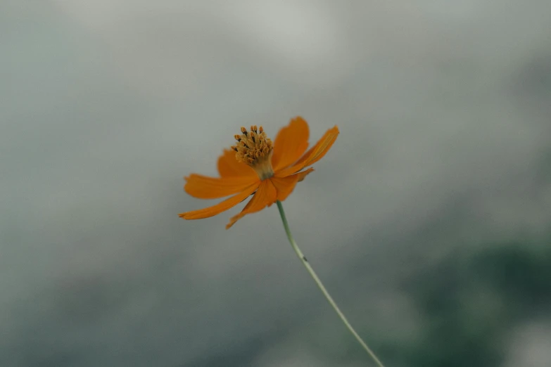 a single orange flower sitting on top of a stem, a picture, unsplash, postminimalism, slight overcast weather, cosmos, low quality photo, animation still