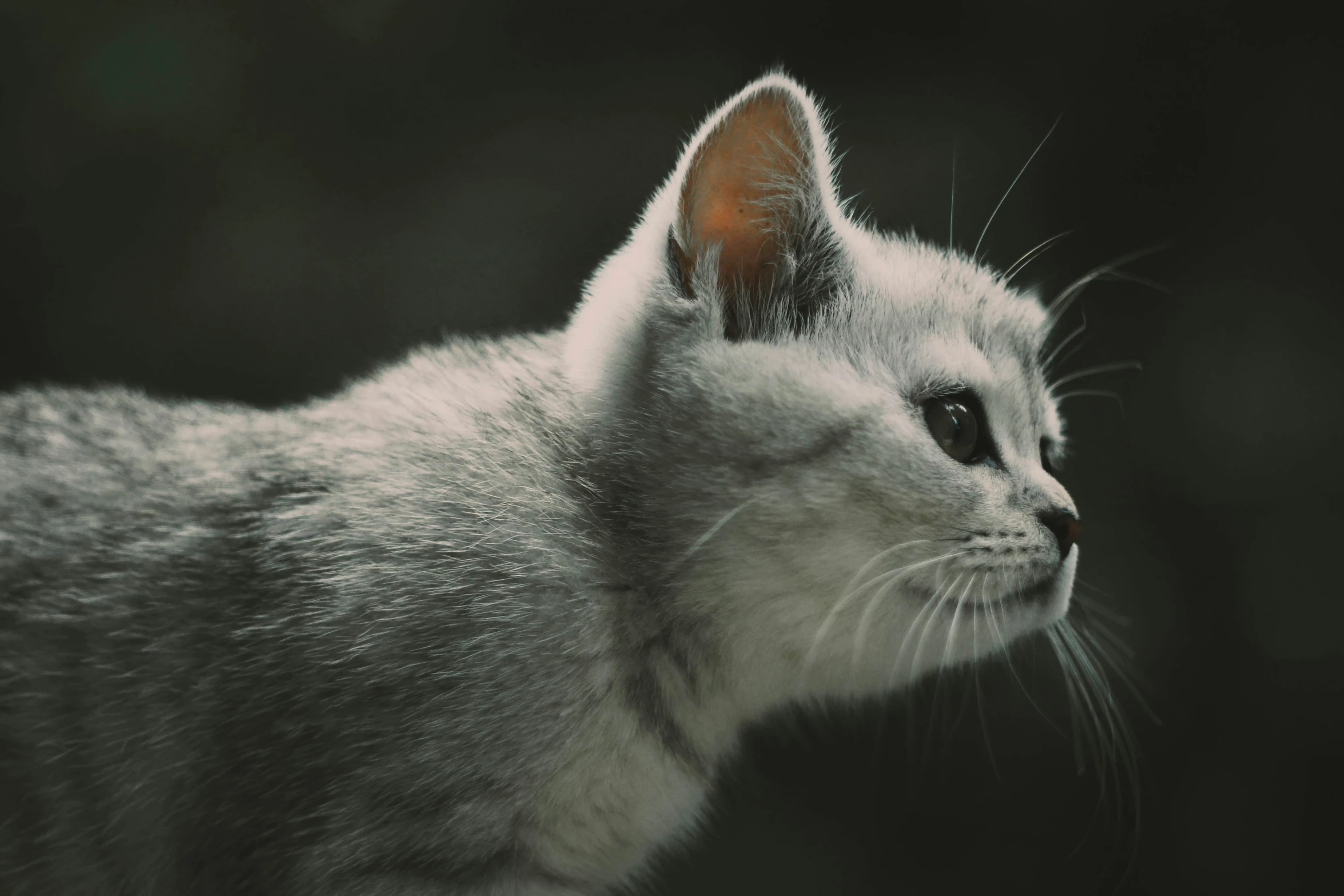 a close up of a cat with a black background, a black and white photo, by Adam Marczyński, unsplash, white - haired fox, desaturated color, miniature kitten, profile close-up view