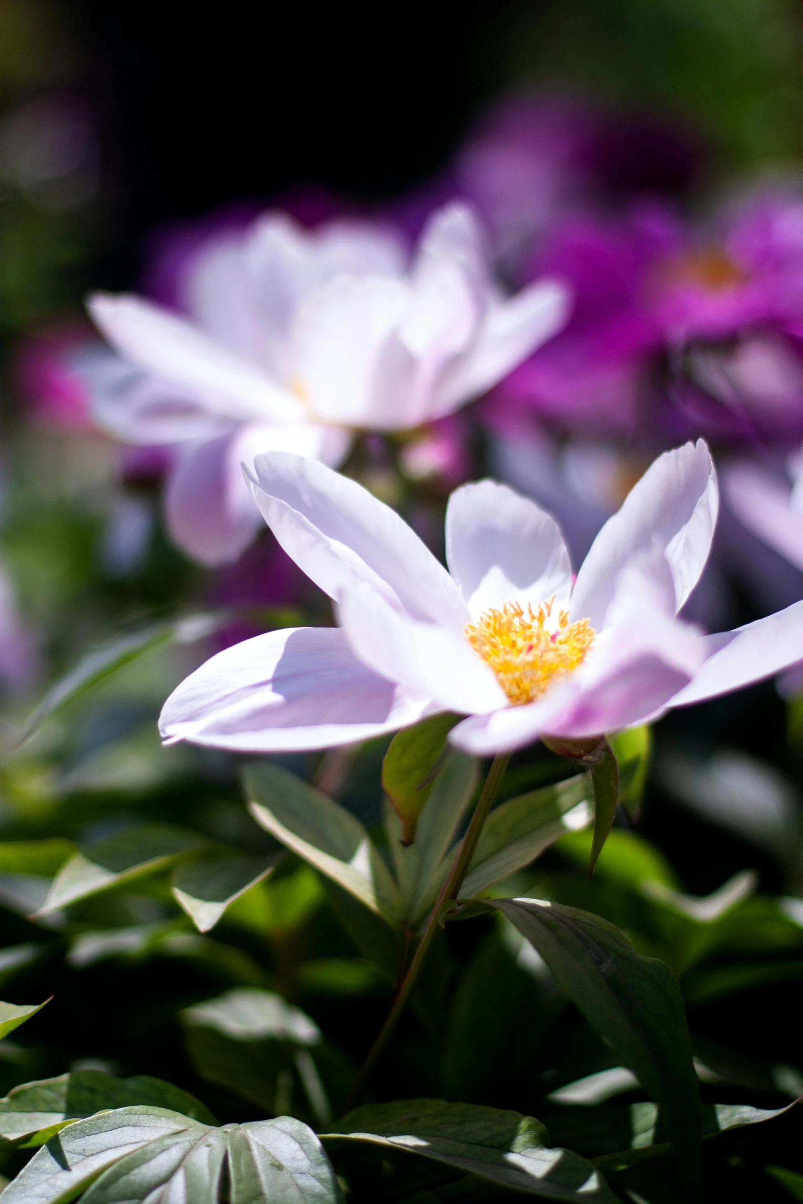 a group of flowers sitting on top of a lush green field, clematis theme banner, soft purple glow, gleaming white, colour photograph