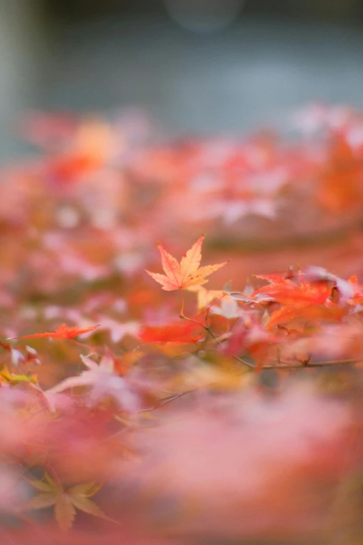 a close up of a bunch of leaves on a tree, inspired by Kaii Higashiyama, trending on unsplash, light red and orange mood, floating in a powerful zen state, landscapes: the joy of life, forest floor