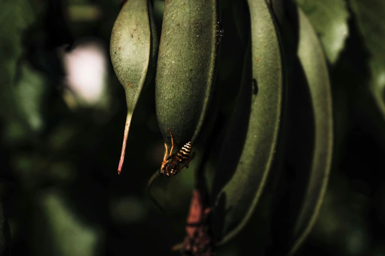 a close up of a bunch of bananas on a tree, a macro photograph, unsplash, hurufiyya, intricate wasp, eucalyptus, historical photo, olive thigh skin