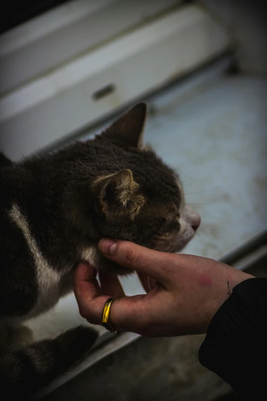 a close up of a person petting a cat, by Jan Tengnagel, petting zoo, noticeable tear on the cheek, working hard, noseless