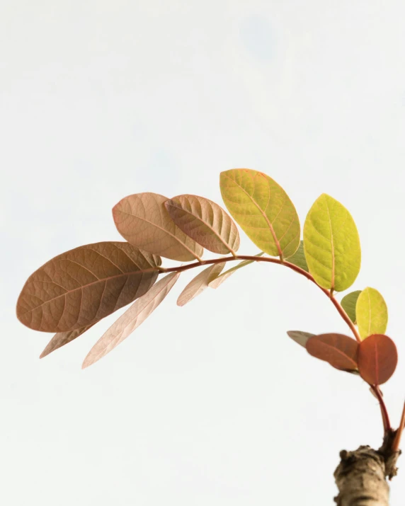 a plant that is sprouting out of the ground, an album cover, trending on unsplash, postminimalism, color leaves, on clear background, low quality photo, a screenshot of a rusty