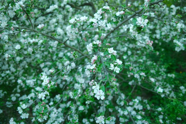 a close up of a tree with white flowers, inspired by Anne Nasmyth, unsplash, arabesque, multicoloured, apple, mint, 2006 photograph