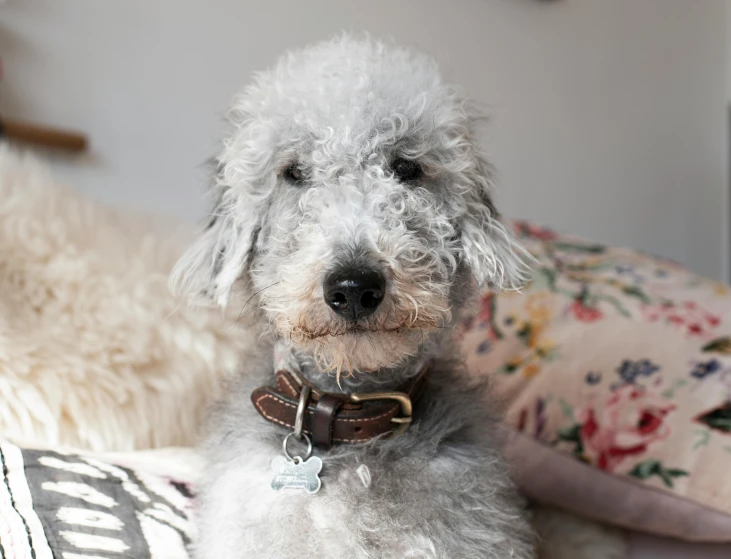 a small white dog sitting on top of a bed, a portrait, trending on pexels, wearing detailed leather collar, curly haired, grey, 33mm photo