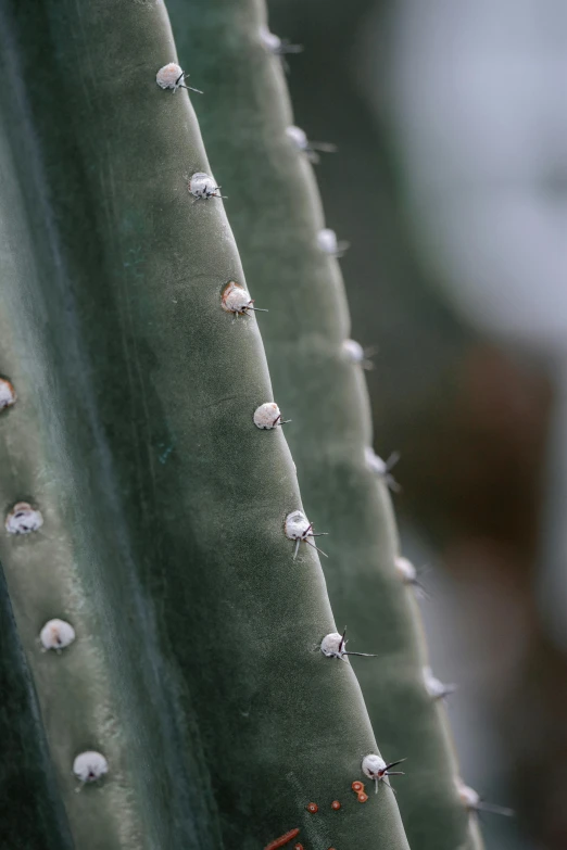 a close up view of a cactus plant, silver insect legs, white fungal spores everywhere, grey, tall shot