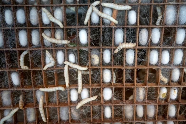 a bunch of worms that are in a cage, flickr, ermine, many cryogenic pods, lined in cotton, photo taken in 2018