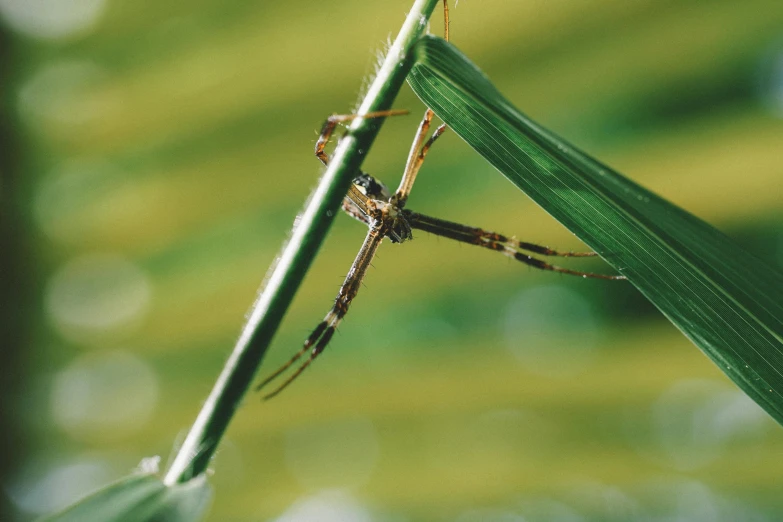 a spider sitting on top of a blade of grass, by Daniel Lieske, pexels contest winner, hurufiyya, antropromorphic stick insect, avatar image, highly polished, spider legs large