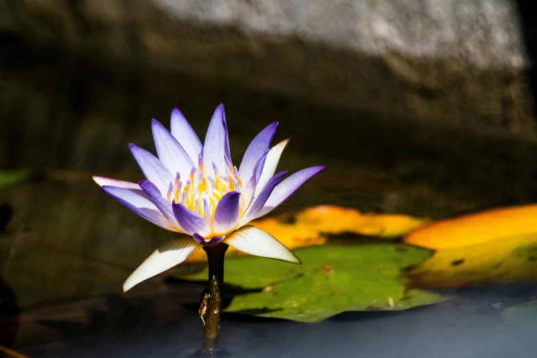 a purple flower sitting on top of a body of water, a portrait, in a pond