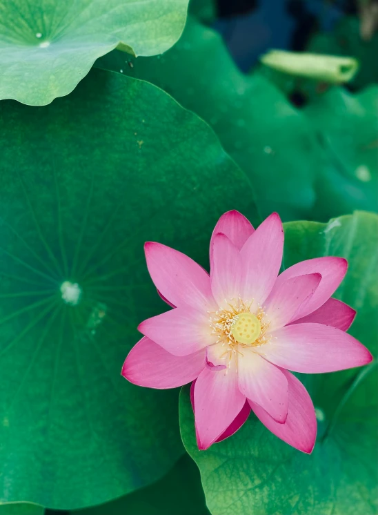 a pink flower sitting on top of green leaves, sitting on a lotus flower, looking towards the camera, lpoty, units