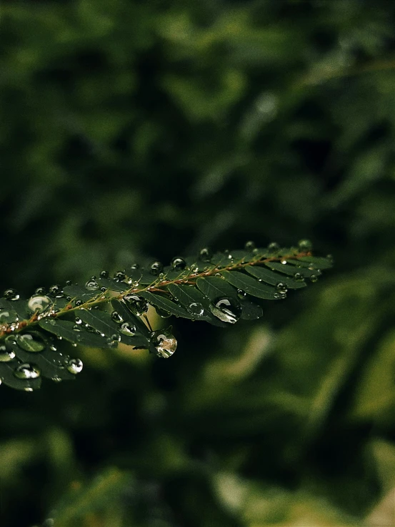 a close up of a leaf with water droplets on it, by Robbie Trevino, unsplash, multiple stories, evergreen branches, lo-fi, stacked image