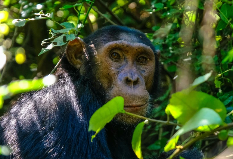 a close up of a monkey in a tree, a portrait, pexels contest winner, chimpanzee, amongst foliage, large ears, obunga