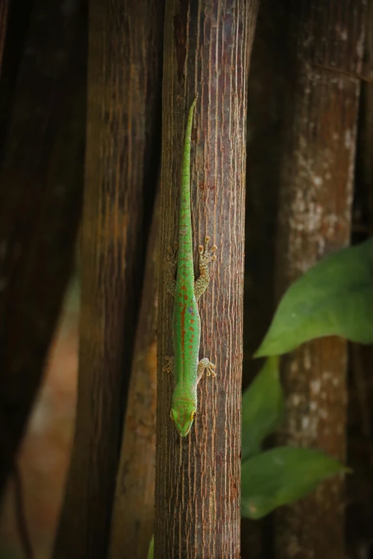 a close up of a lizard on a tree, pexels contest winner, sumatraism, tall thin, on wood, #green, f / 2 0