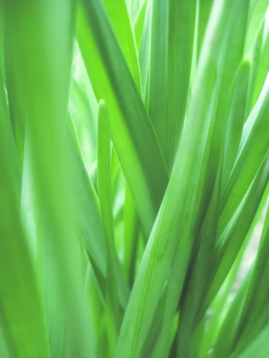 a close up of a plant with green leaves, onions, green grass, brightly lit, rectangle