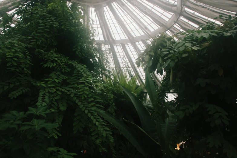 the inside of a greenhouse with lots of plants, an album cover, inspired by Elsa Bleda, unsplash contest winner, tree ferns, inside a dome, big leaf bra, metropolitan museum