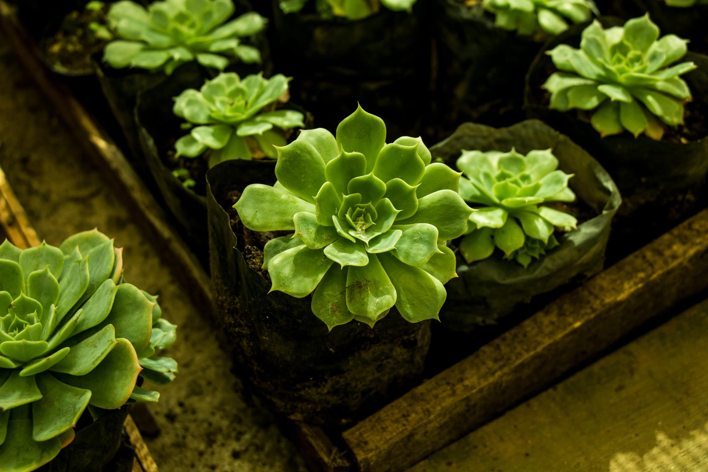 a group of potted plants sitting on top of a table, hurufiyya, on a wooden tray, greenish skin, in rows, mid shot