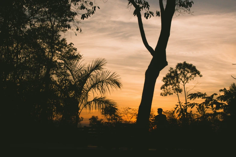 a silhouette of a person standing next to a tree, taken at golden hour, tropical trees, parks and gardens, instagram post