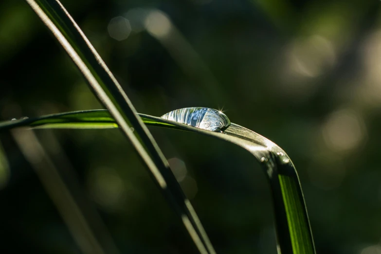 a drop of water sitting on top of a blade of grass, lpoty, paul barson, highly polished, silver light