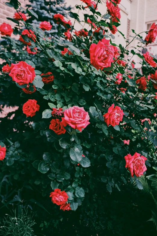 a bush full of red roses near a brick building