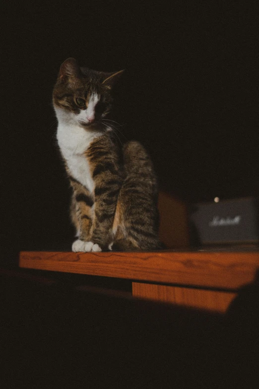 a cat sitting on top of a wooden table, an album cover, unsplash, realism, out in the dark, high quality photo, pouty, catwalk