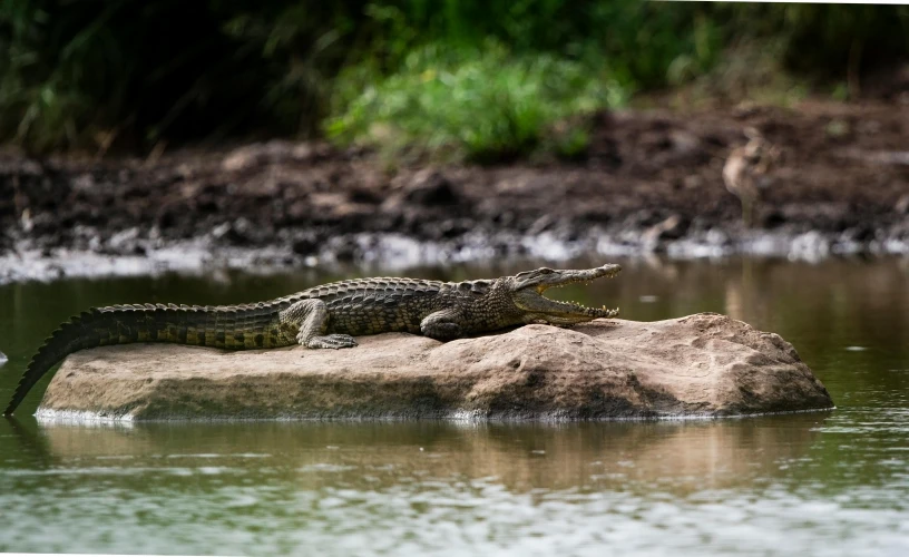 a crocodile sitting on a rock in the water, on a riverbank, amanda lilleston, stacked image