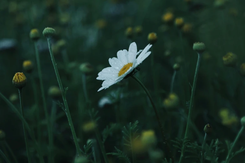 a white flower sitting on top of a lush green field, inspired by Elsa Bleda, pexels contest winner, chamomile, out in the dark, low quality photo, overcast! cinematic focus