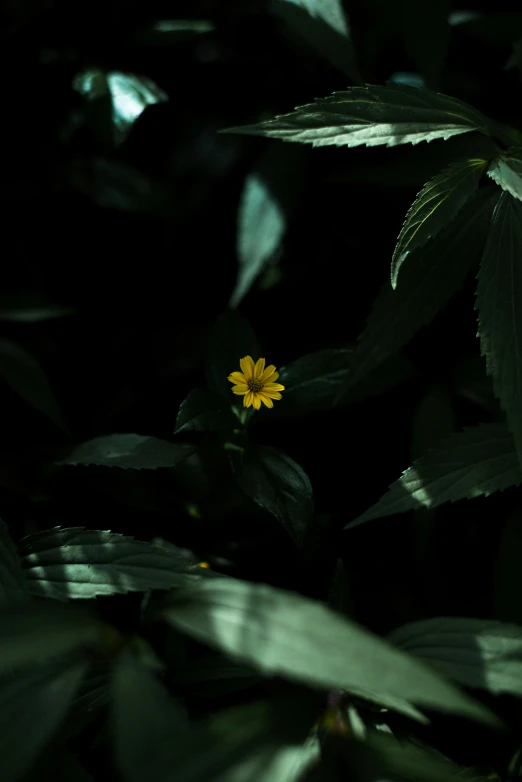 a yellow flower sitting on top of a lush green plant, inspired by Elsa Bleda, unsplash contest winner, minimalism, in a dark forest, liminal space aesthetic, a high angle shot, smooth in 8k