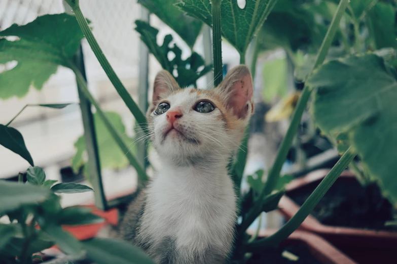 a small kitten sitting in a potted plant, unsplash, looking upwards, in a jungle, white male, distant photo