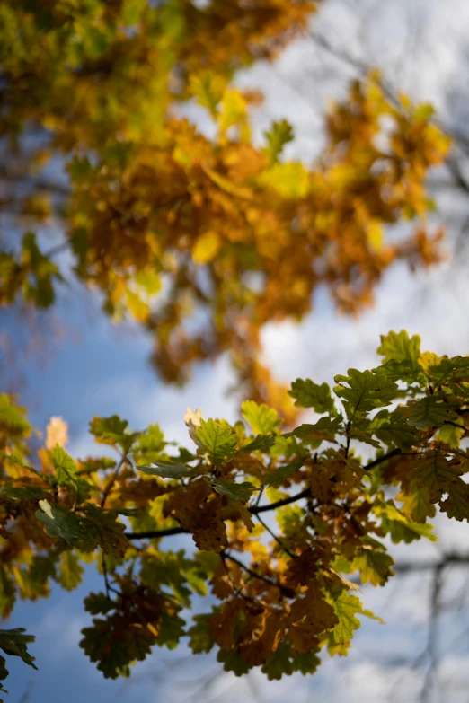a bird sitting on top of a tree branch, by Peter Churcher, autumn colour oak trees, view from ground, cinematic shot ar 9:16 -n 6 -g, green and gold