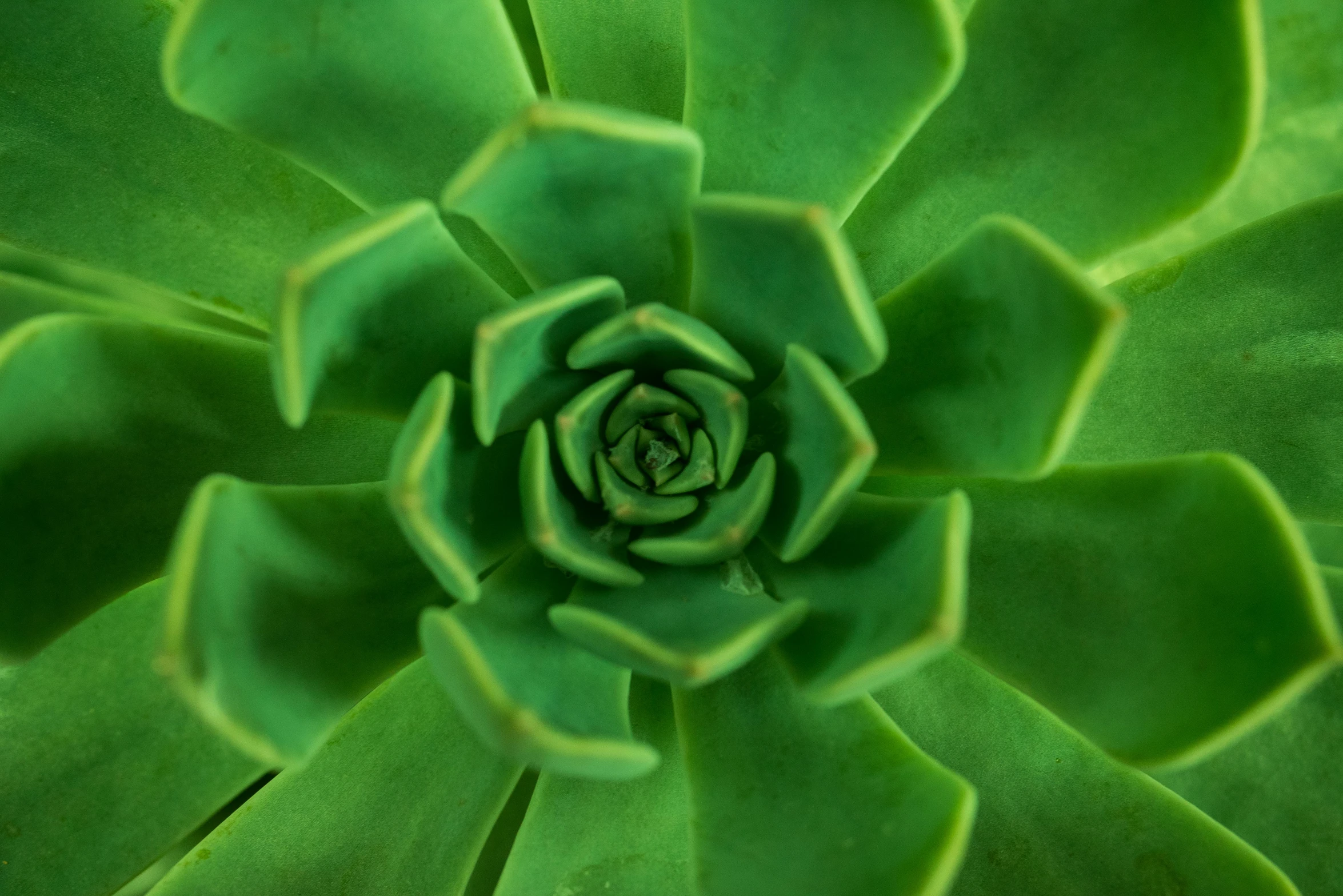 a close up view of a green plant