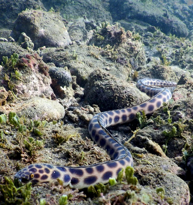a snake that is laying on some rocks, delicate coral sea bottom, vegetation tentacles, fishing, twins