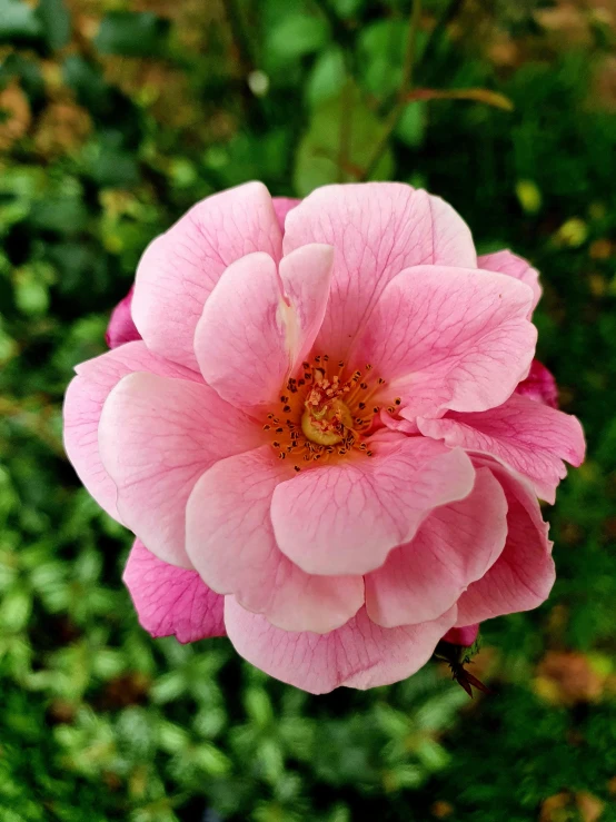 the large pink flower is in the garden