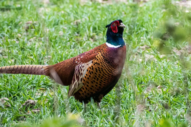 a bird that is standing in the grass, pexels contest winner, renaissance, pheasant guard sits on a stump, gaming, speckled, full faced