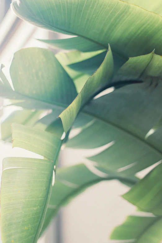 a close up of a plant near a window, inspired by Elsa Bleda, banana trees, gradient light green, soft light - n 9, soft vinyl