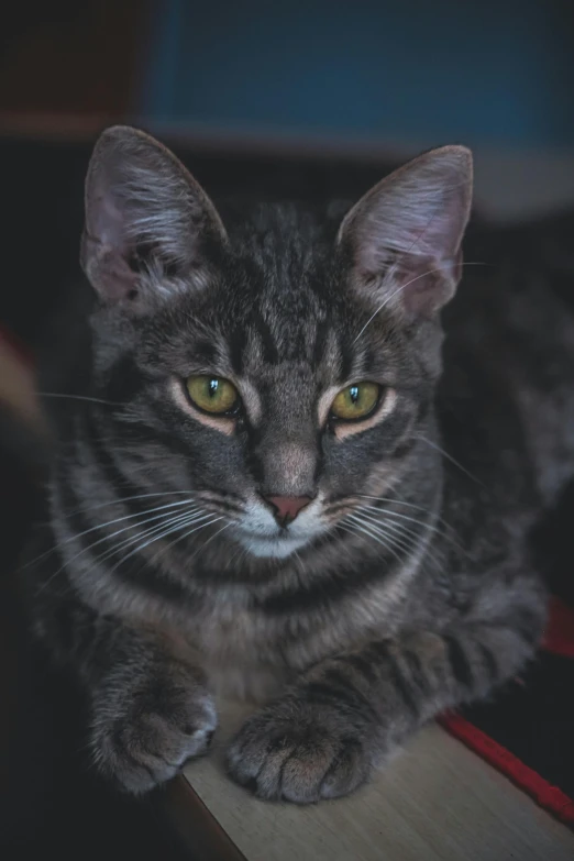 a cat sitting on top of a wooden table, in front of a black background, portrait featured on unsplash, grey ears, serious